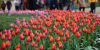 中 항저우 시후, 색색의 튤립이 활짝