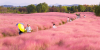 中 츠저우, 분홍빛 물결 이룬 핑크뮬리