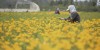 中 허베이성 웨이창현, 금련화 수확에 분주한 농민